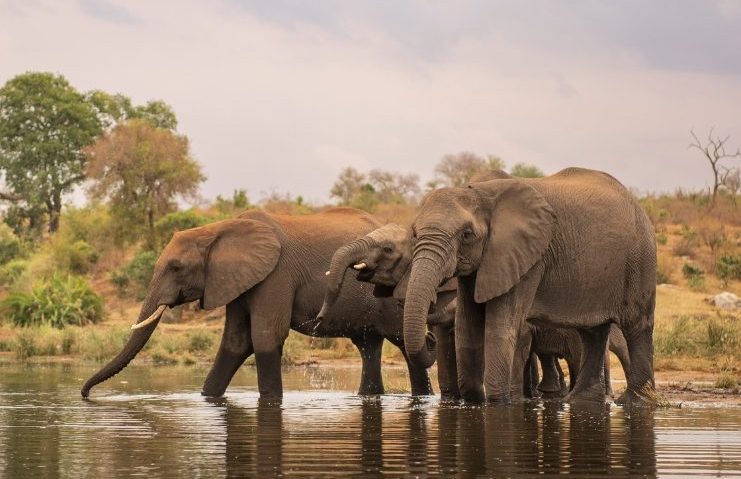 Anno-scolastico-all-estero-sudafrica-1