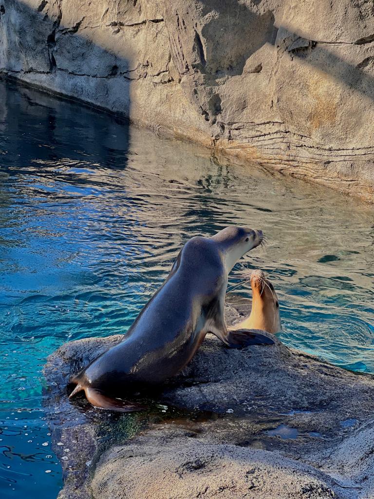 Esperienza Anno Estero